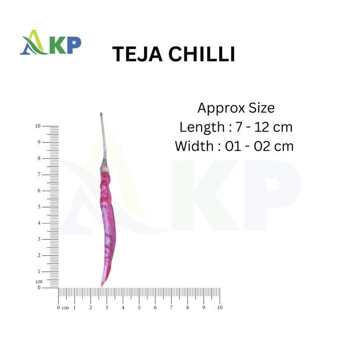 Akp exports Teja single chilli size dimension