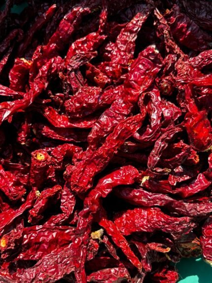 Kashmiri stemless chilli