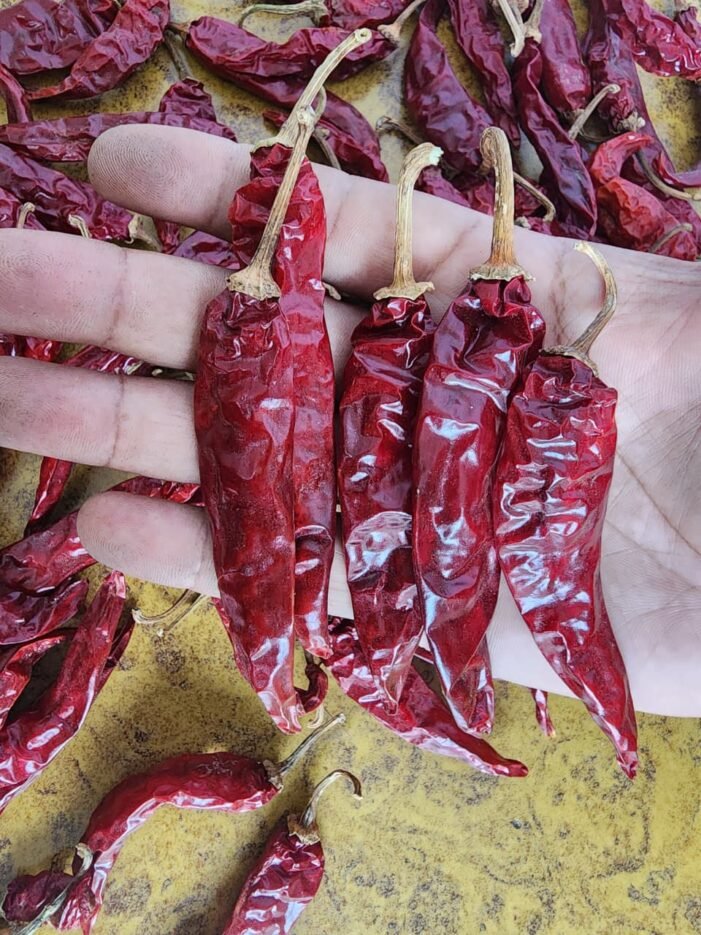 341 Chilli - Image 2