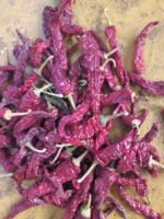 KDL Chilli - Image 5