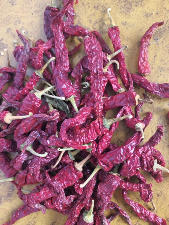 KDL Chilli - Image 5