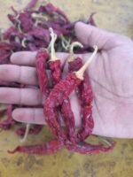 KDL Chilli - Image 4