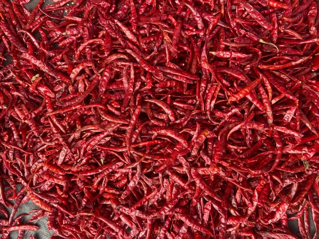 Teja S17 Stemless Chilli by akp exports