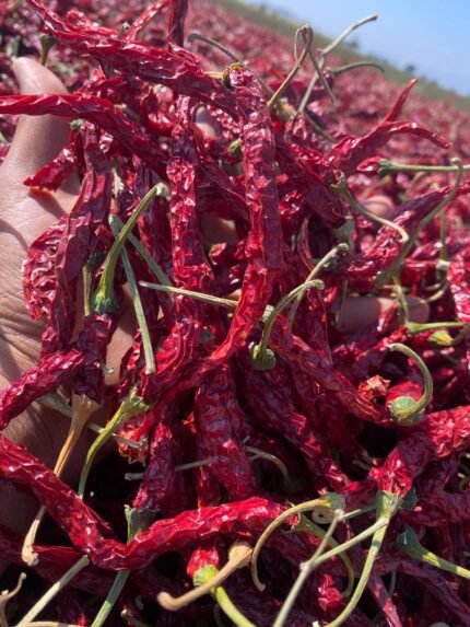 Byadgi chilli by akp group