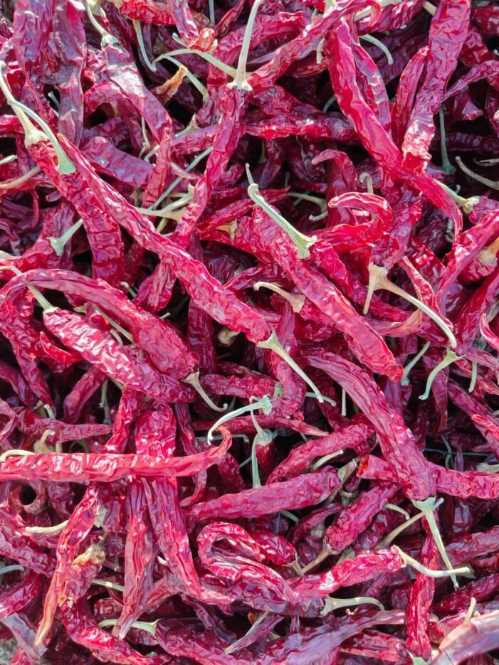 Byadgi Chilli 5531 Bulk supplier Akp group