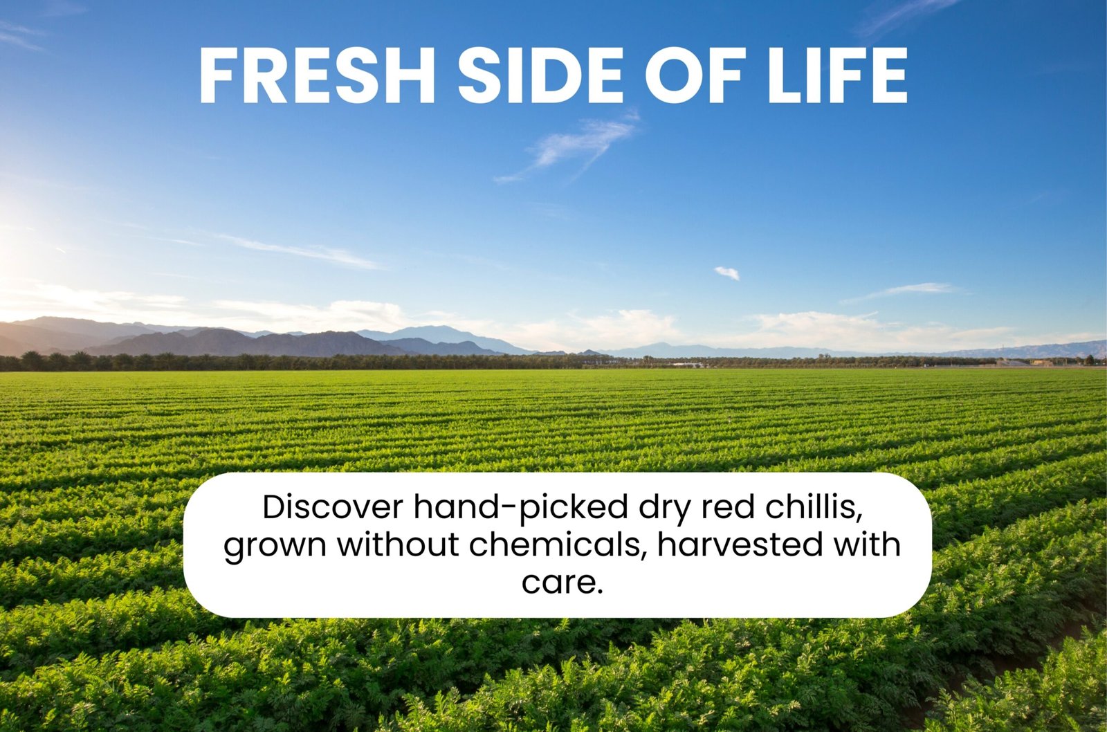 Akp exports chilli farm